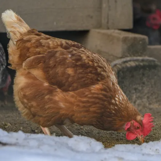 Huhn Dotty