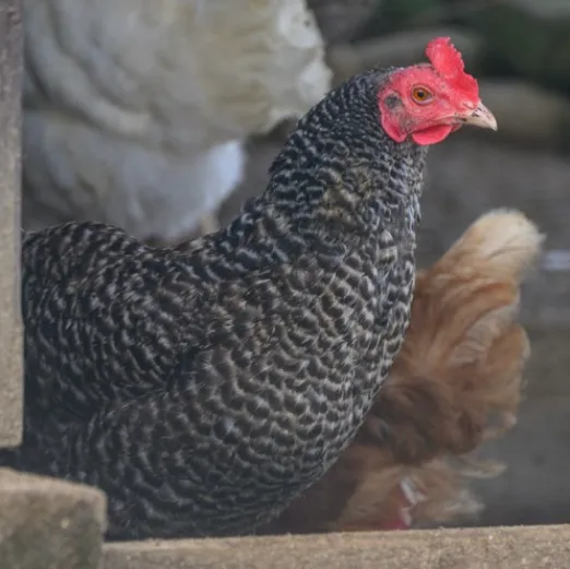 Huhn Gertrud