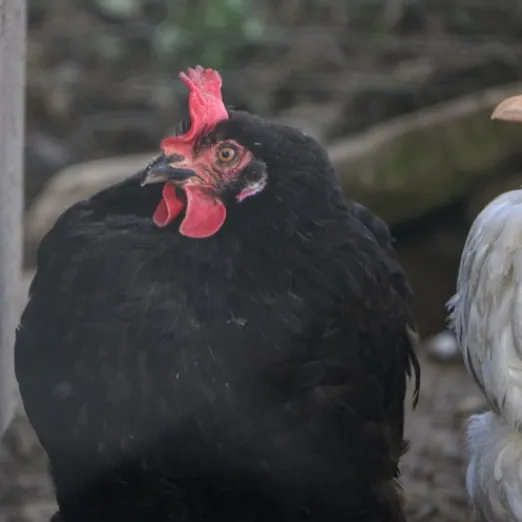Huhn Miss Blacky