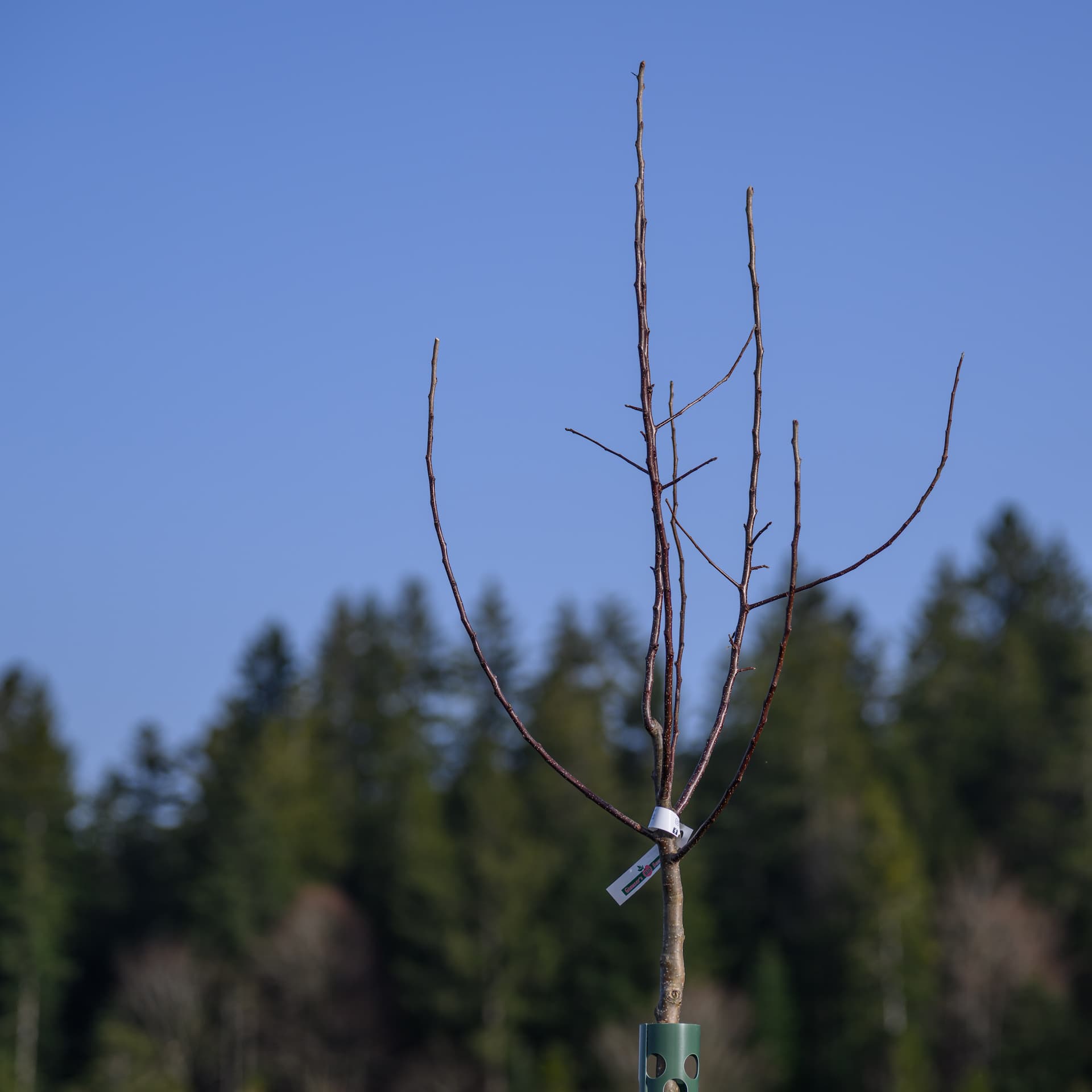 Apfelbaum Nr. 48