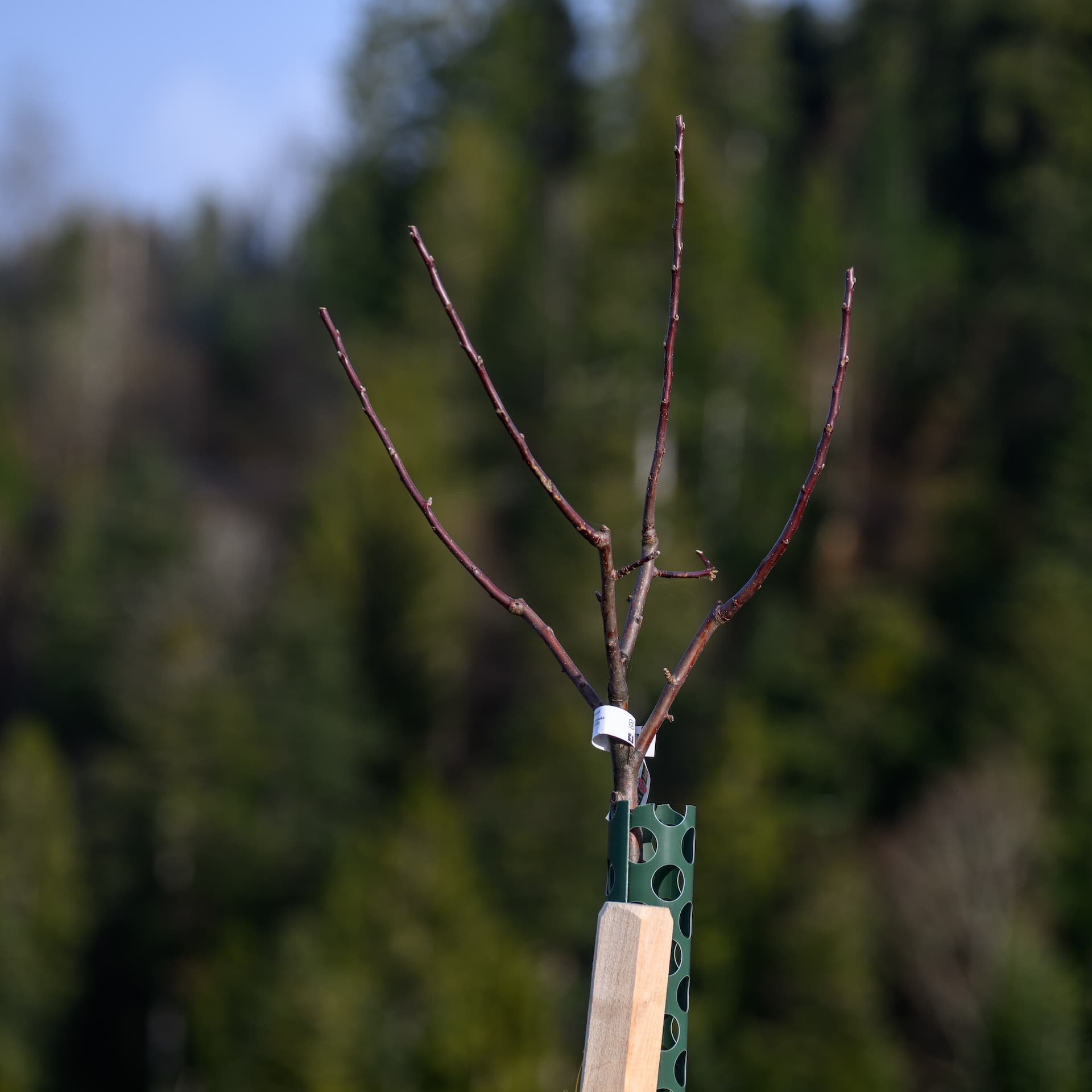 Apfelbaum Nr. 50