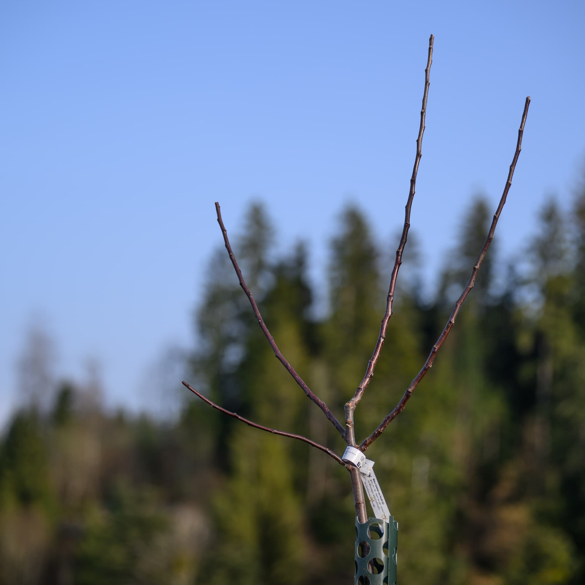 Apfelbaum Nr. 56