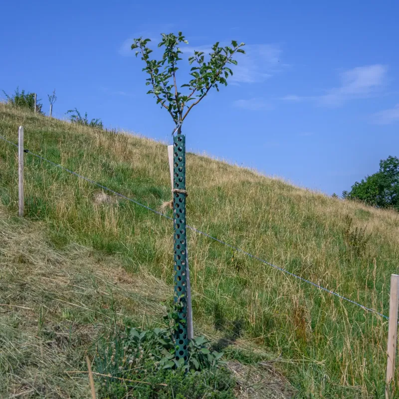 Apfelbaum Nr. 50