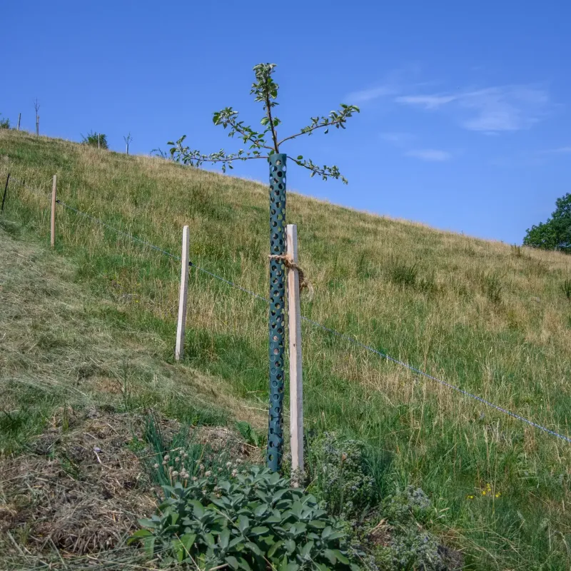 Apfelbaum Nr. 54