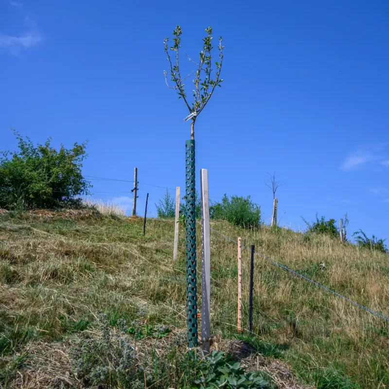 Apfelbaum Nr. 48