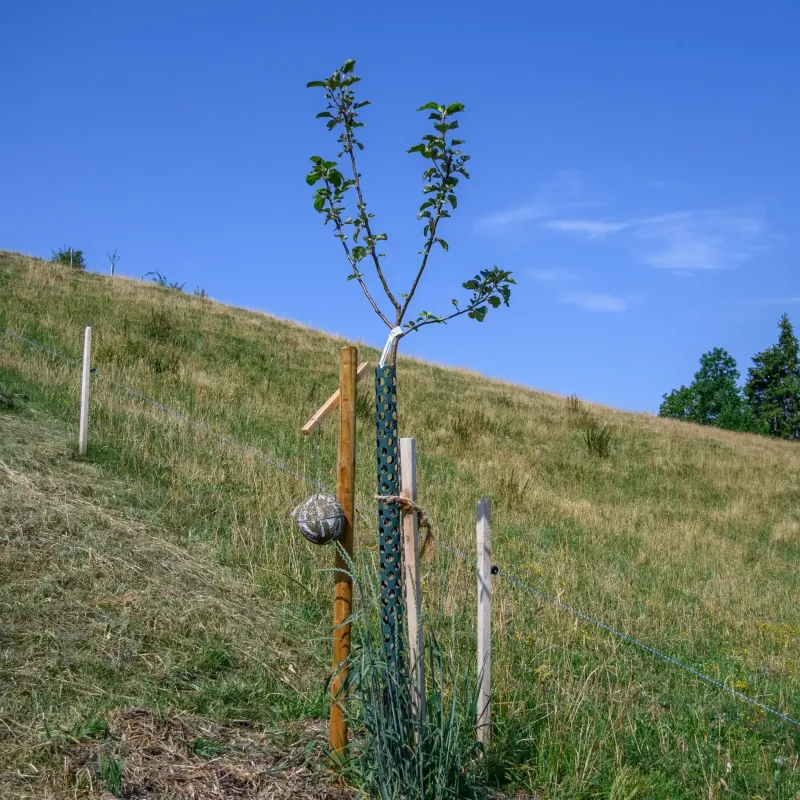 Apfelbaum Nr. 56