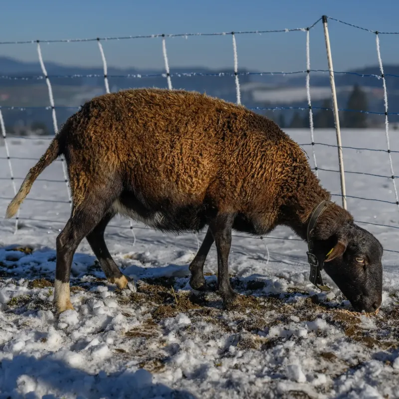 Schaf Shaun