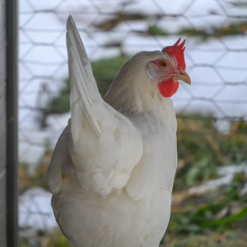 Huhn Trudy