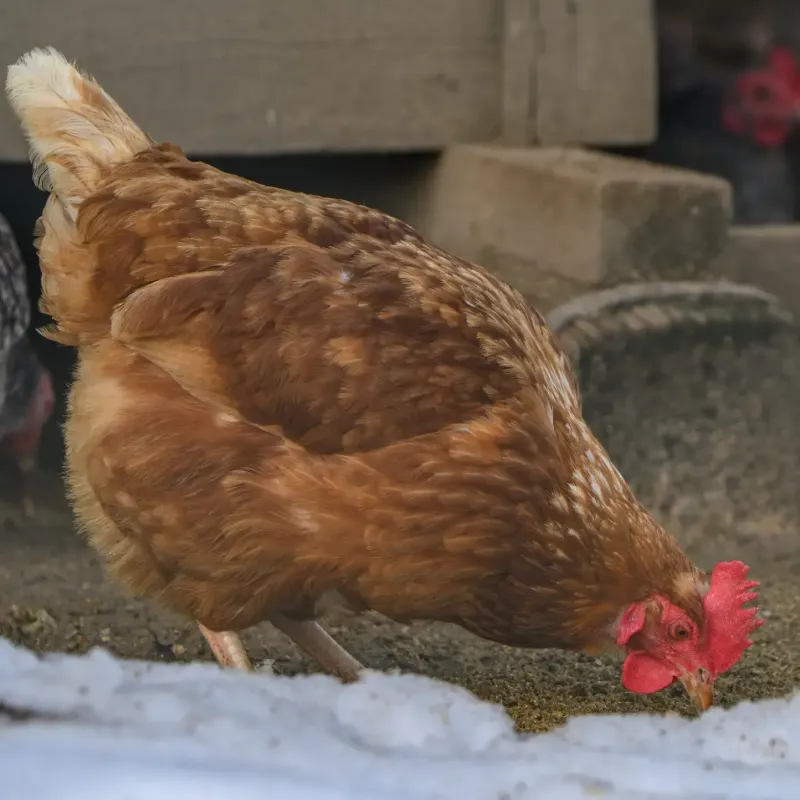 Huhn Dotty