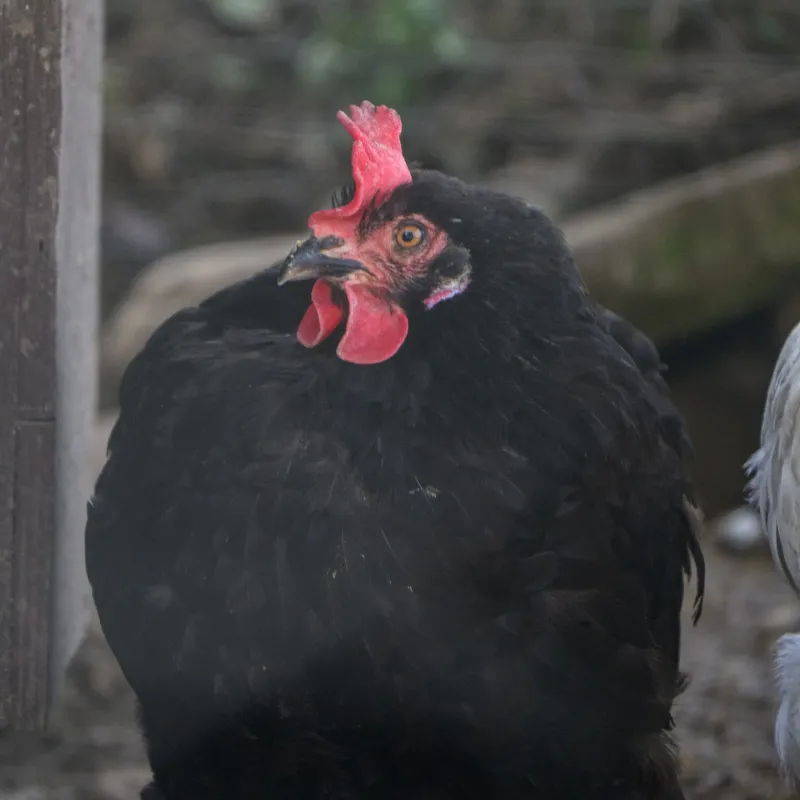 Huhn Miss Blacky