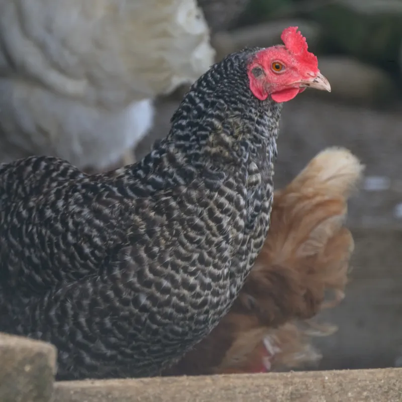 Huhn Gertrud