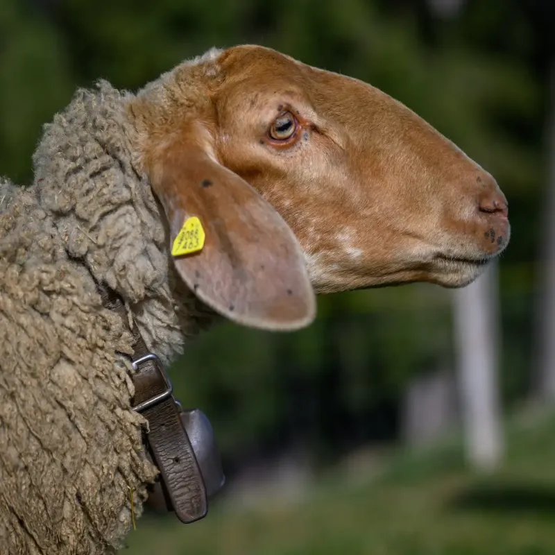 Schaf Frieda
