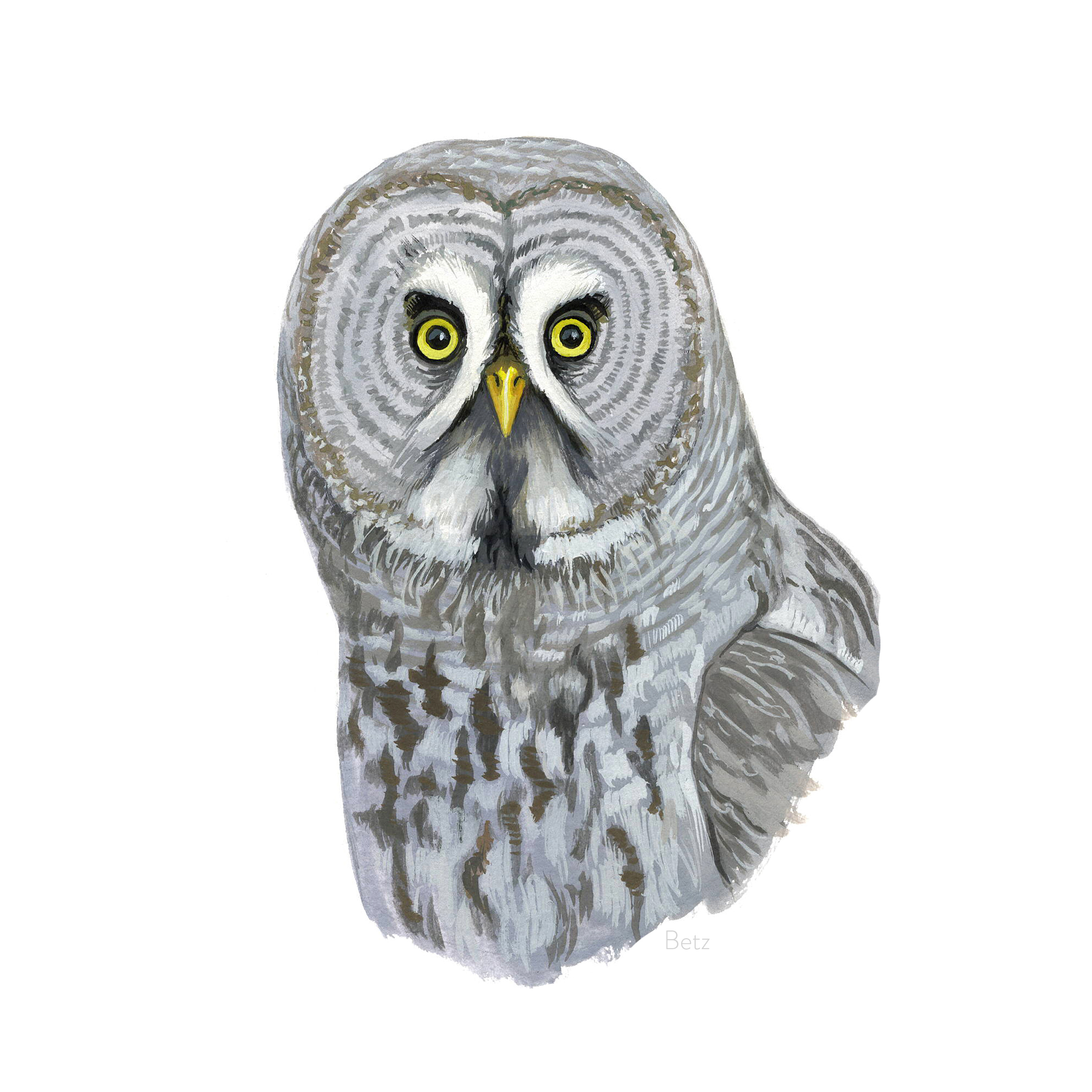 Bird Illustrations