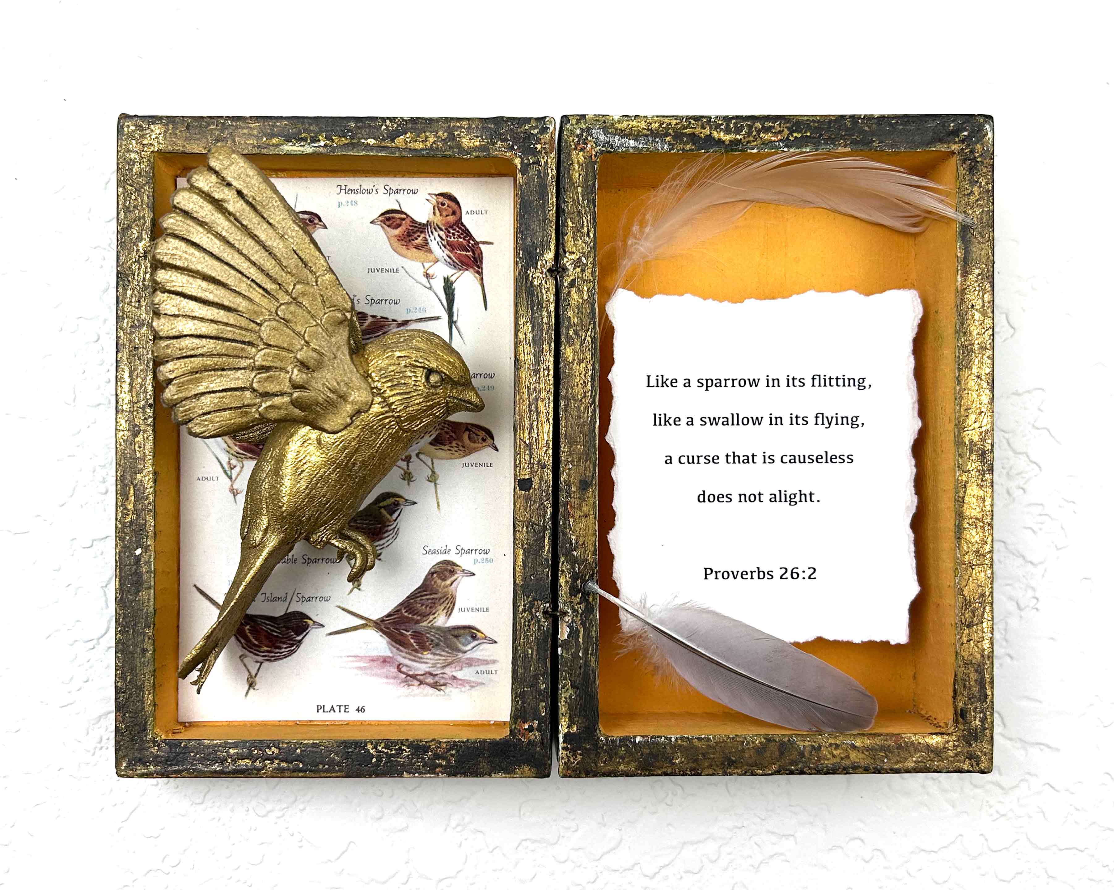 Curiosity Cabinets