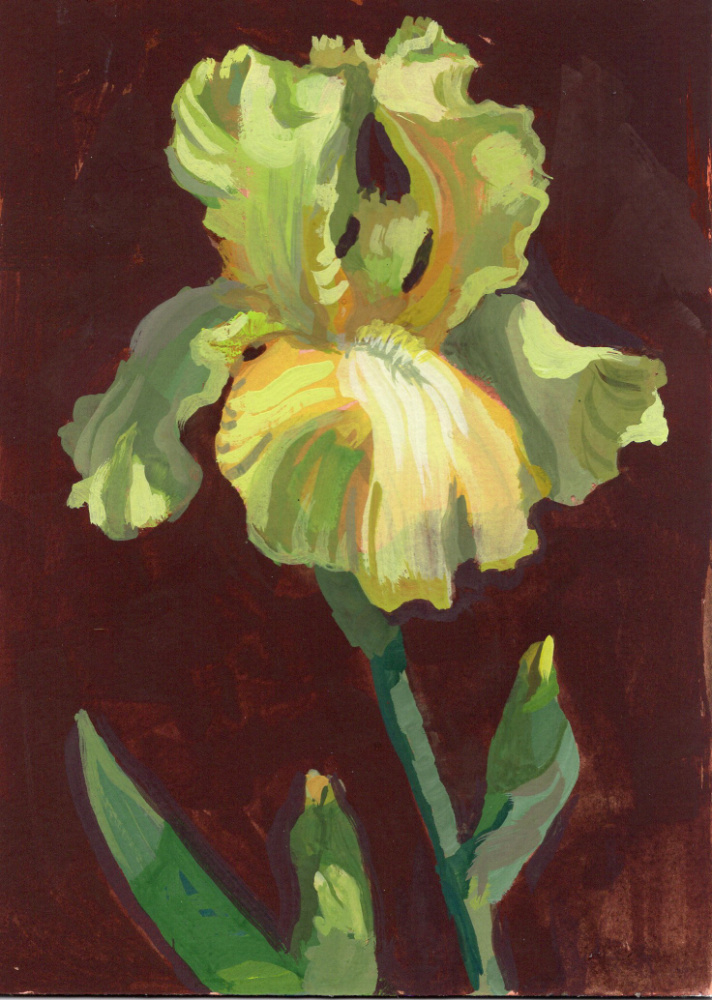 Yellow Iris | Original Gouache Painting