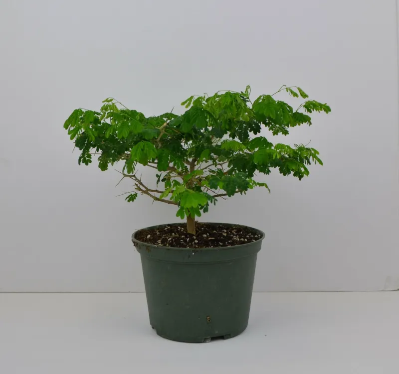 Brazilian rainforest tree  6" in grower pot