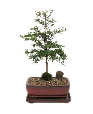 Black Olive 6"