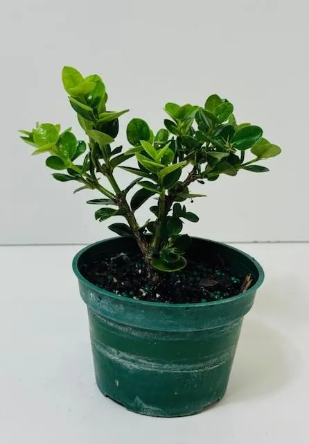 Carissa  Natal plum 6" in grower pot