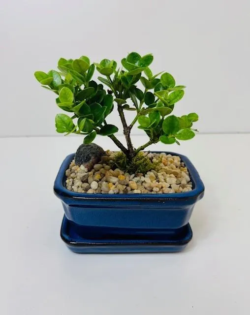 Carissa Natal plum 5"