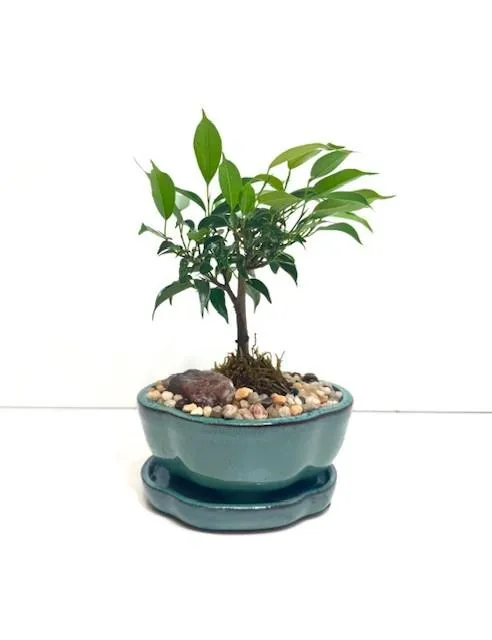 Ficus Oriental 5"