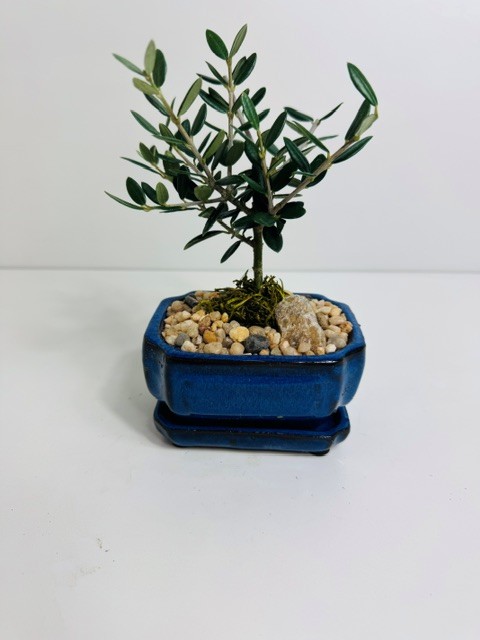 European Olive 4" bonsai