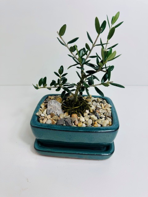 European Olive 5"