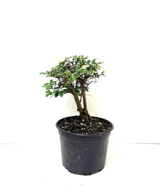 Chinese Elm 6" straight trunk in grower pot