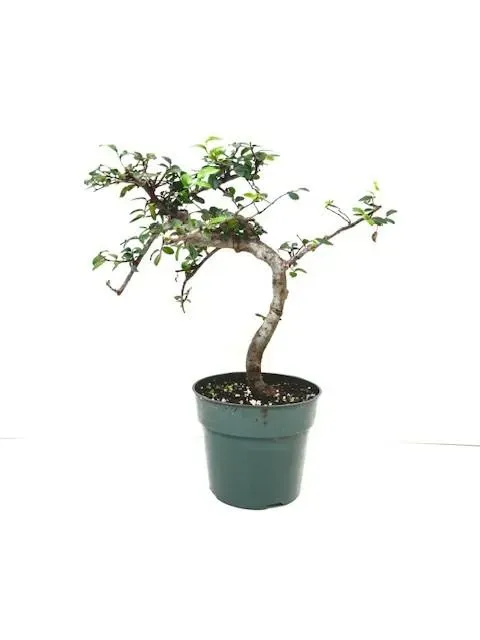 Chinese elm 5" in grower pot