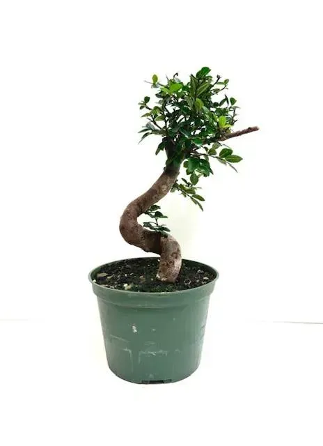 Chinese elm 6" styled in grower pot