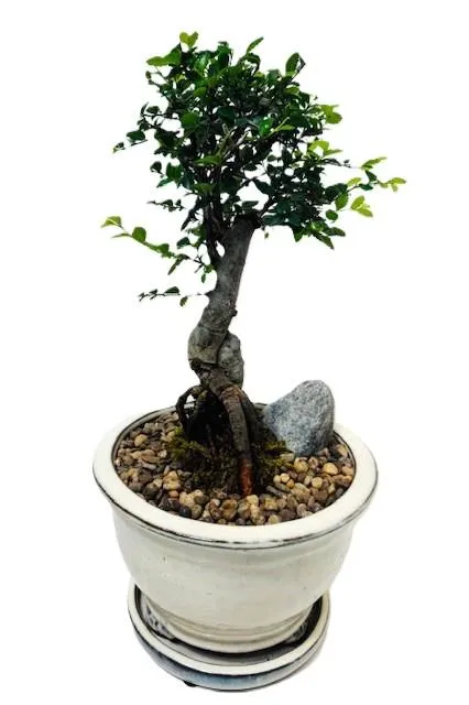 Chinese elm 8" in cascade pot 