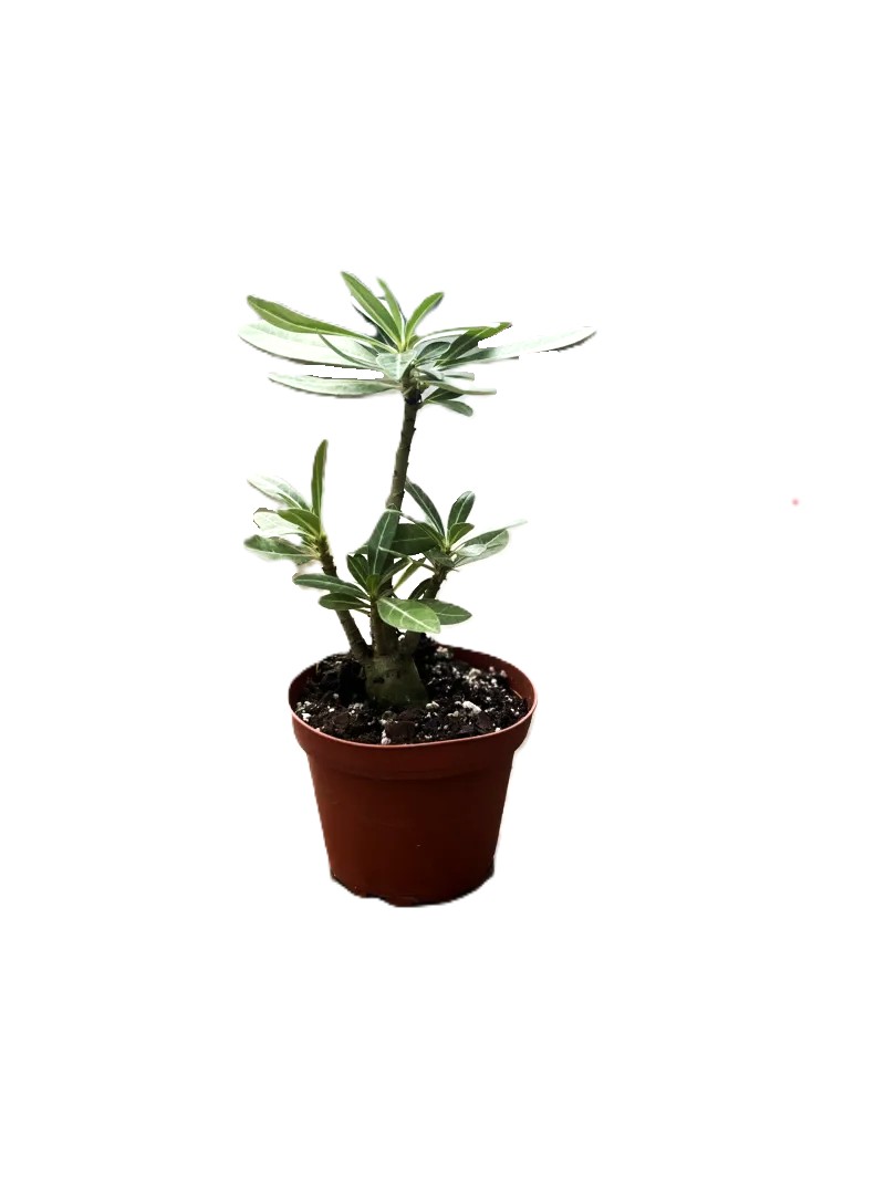 Desert rose 4" in grower pot 