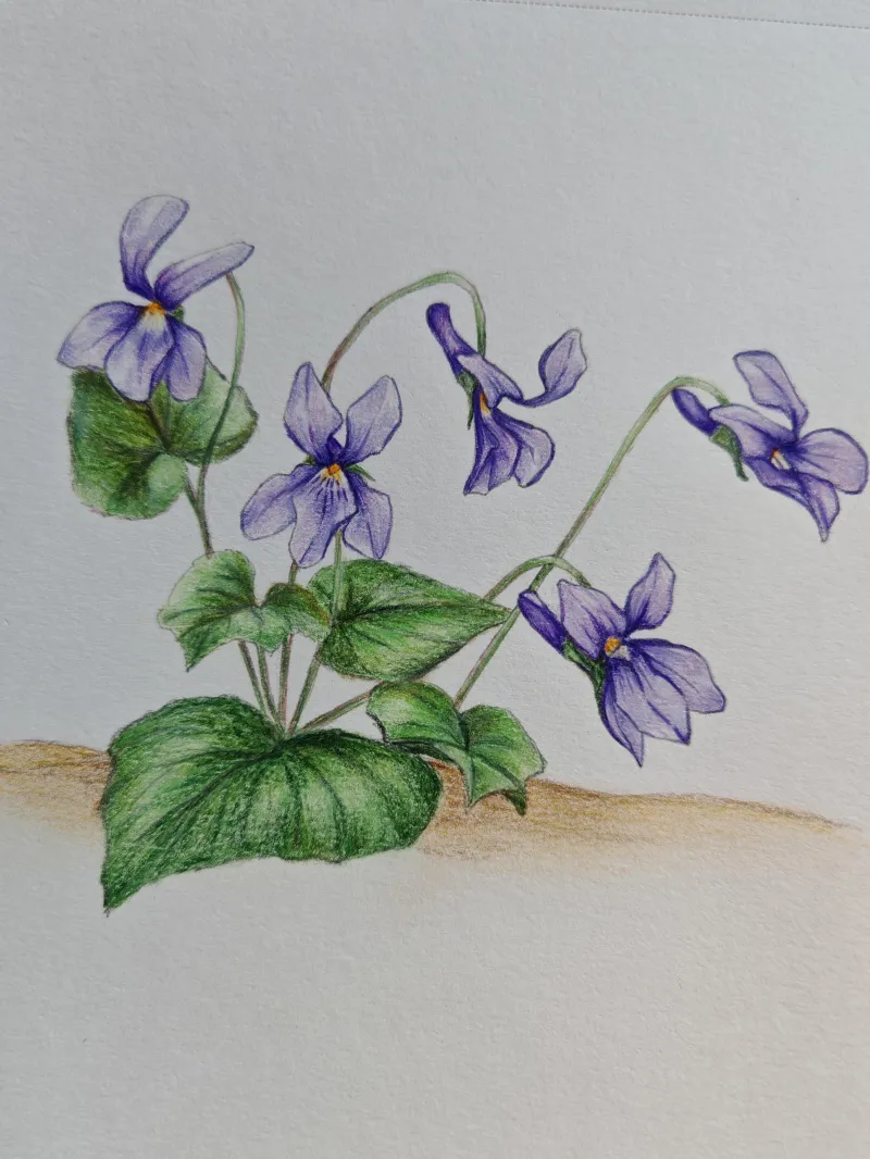 Violettes