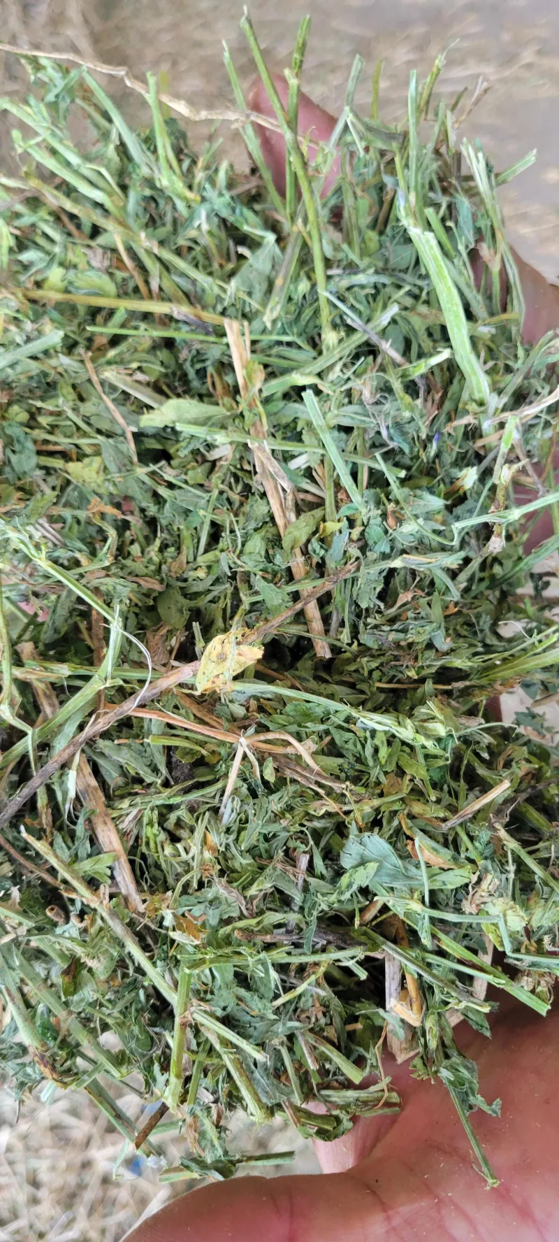Alfalfa 140 RFV