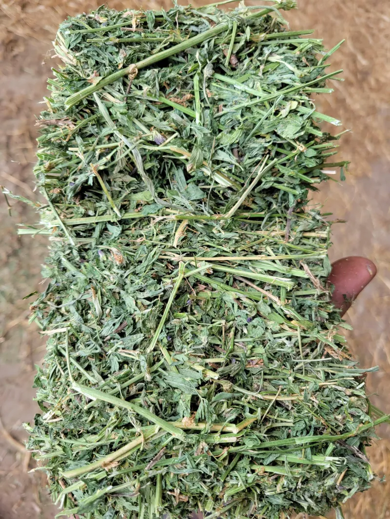 Alfalfa 170 RFV