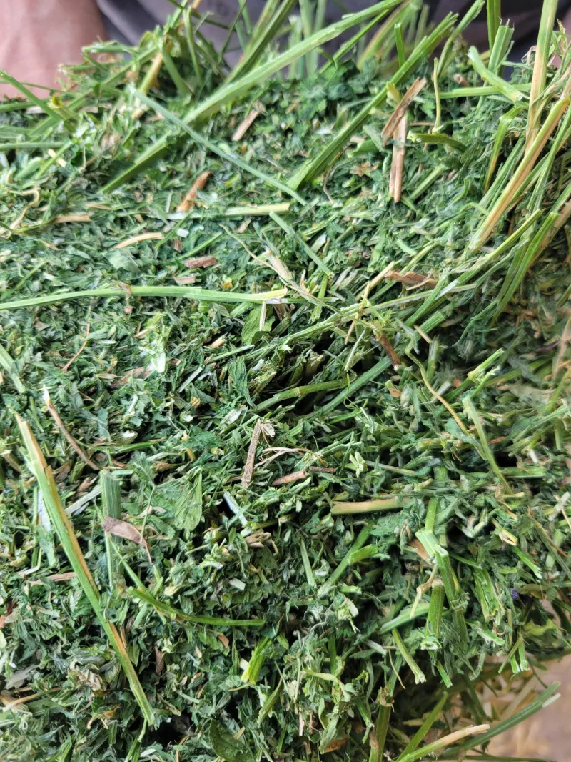 Alfalfa 150+ Small Square Bales
