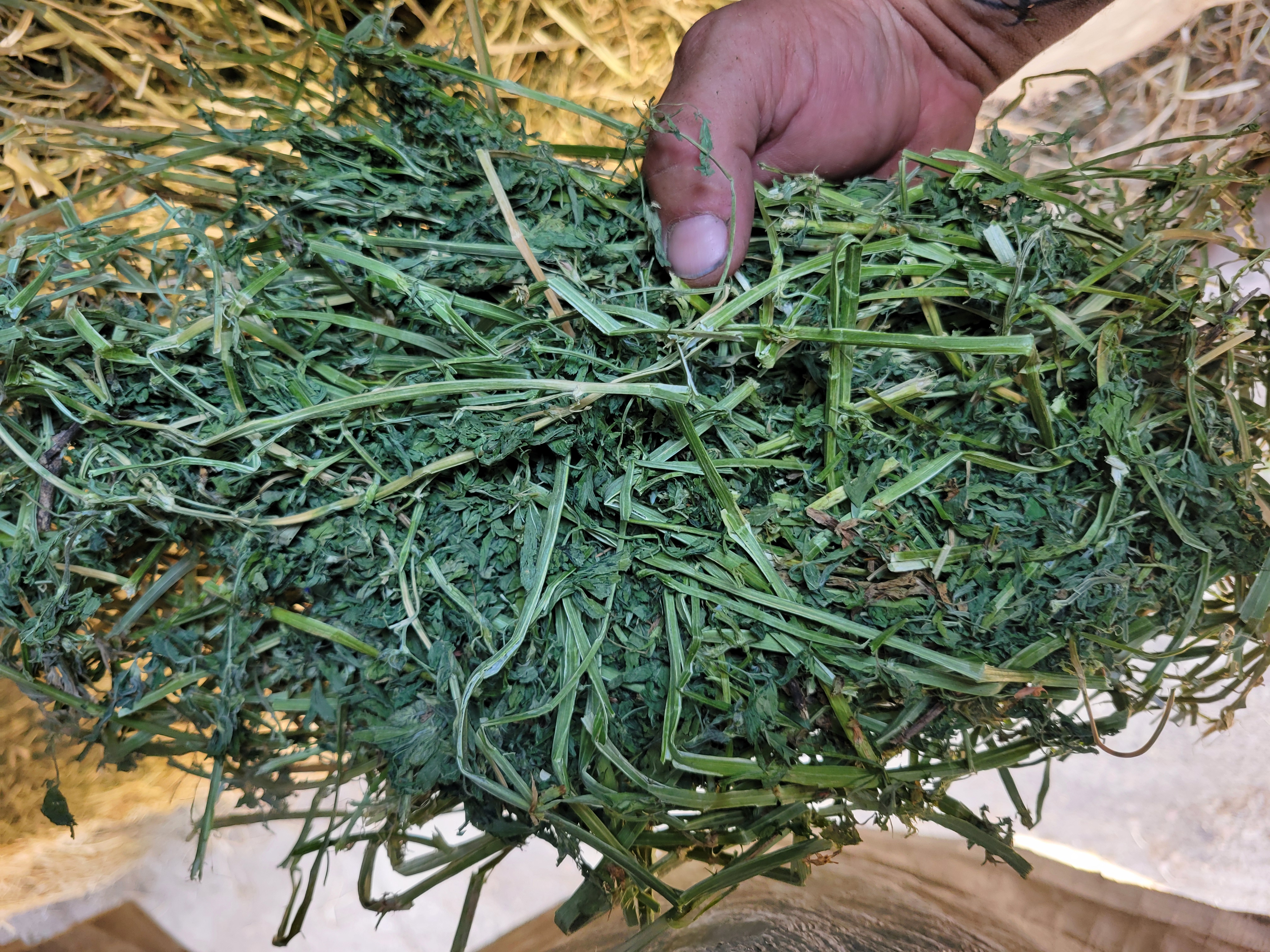 Alfalfa 160 RFV