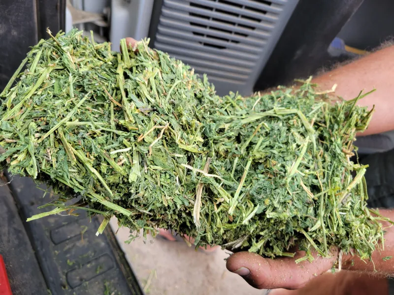 Alfalfa 200 RFV