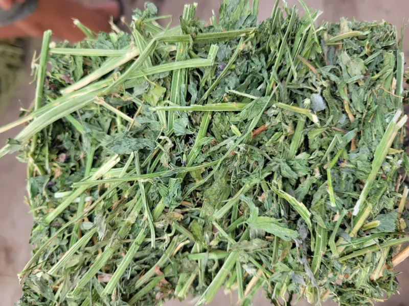 Alfalfa 190 RFV
