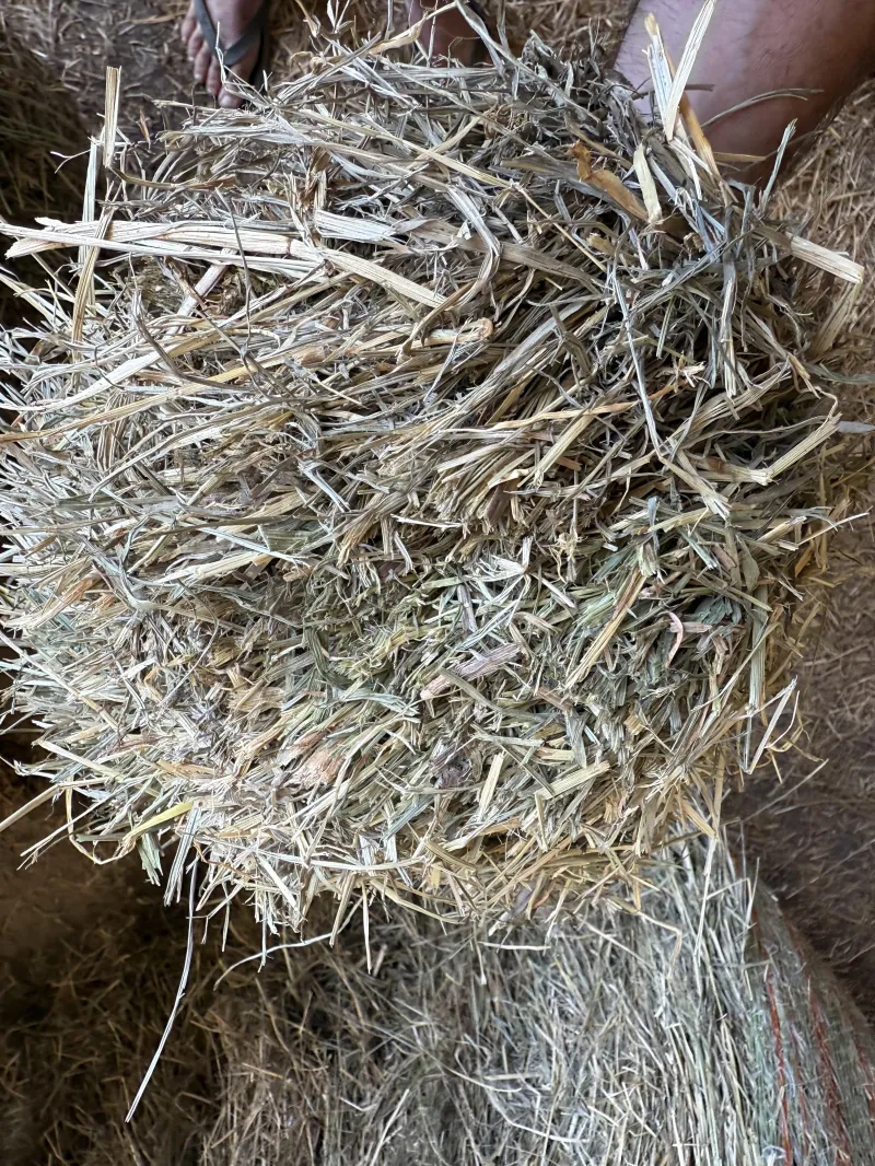 Teff Grass