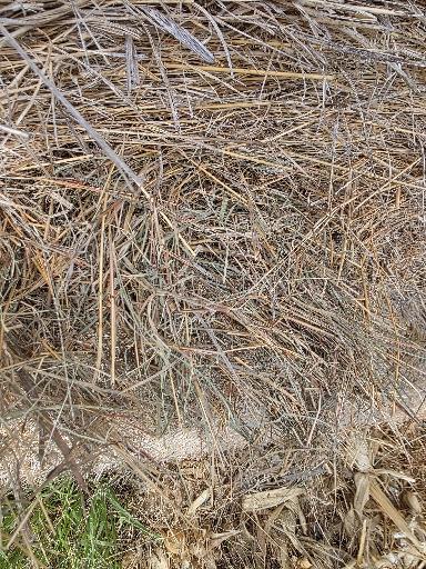 101 Grass Rounds Little Blue Stem