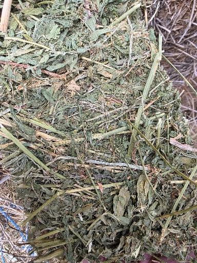 110 Alfalfa Large Squares 175 Test