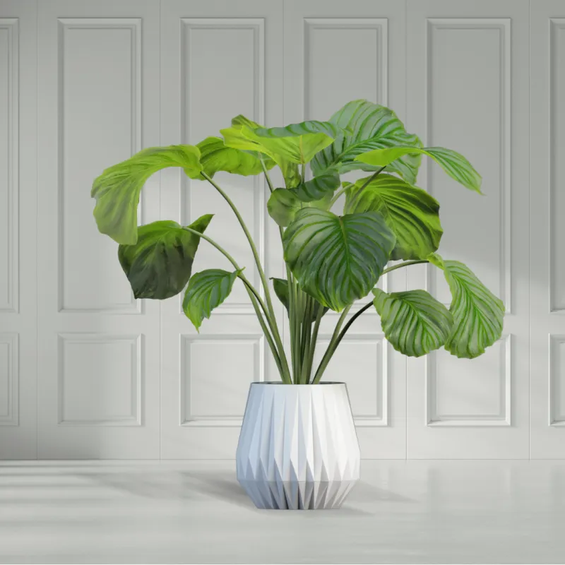 Emerald Fern