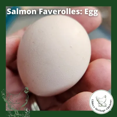 Faverolles Fertilised Eggs