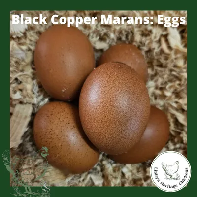 Marans Fertilised Eggs
