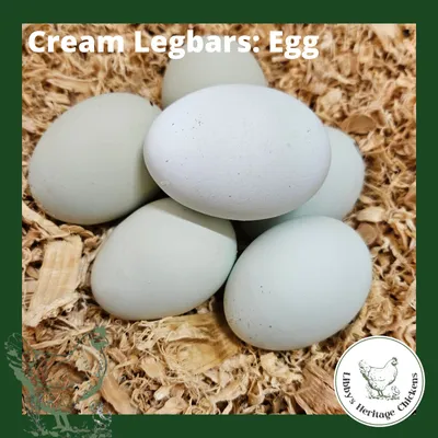 Cream Legbar Fertilised Eggs