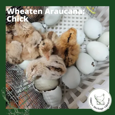 Araucana Chickens