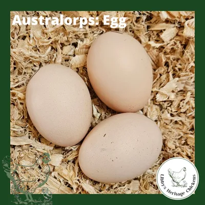 Australorp Fertilised Eggs