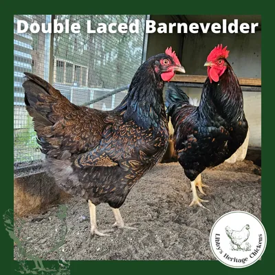 Barnevelder Chicken