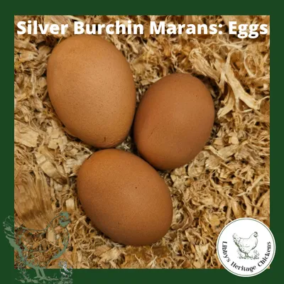 Marans Fertilised Eggs
