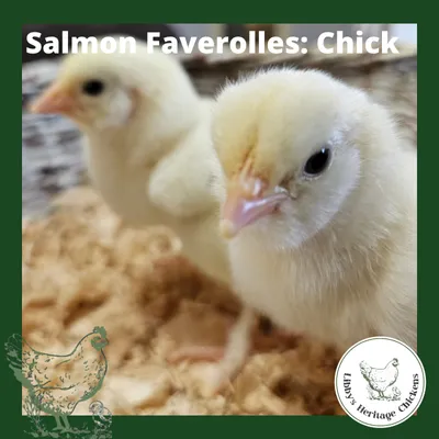 Faverolles Salmon Chickens